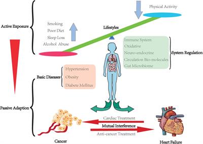 Heart failure and cancer: From active exposure to passive adaption